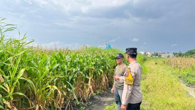 Bhabinkamtibmas Polsek Taman Cek Lahan Jagung dan Berdialog dengan Warga