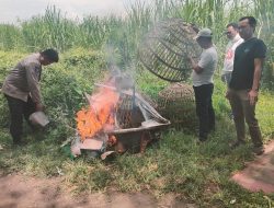 Respon Cepat Polsek Prambon Tanggapi Aduan Warga,  Musnahkan Arena Judi Sabung Ayam