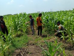 Dorong Swasembada Pangan, Polisi Tinjau Lahan Jagung Siap Panen di Balongbendo