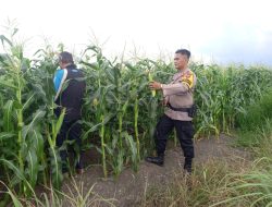 Polresta Sidoarjo Dorong Swasembada Pangan, Polisi Turun Langsung Dampingi Petani Jagung