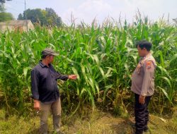 Polresta Sidoarjo Dorong Swasembada Pangan, Bhabinkamtibmas Turun Langsung Cek Lahan Jagung Petani