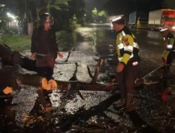 Polsek Balongbendo Evakuasi Pohon Tumbang, Arus Lalu Lintas Kembali Lancar