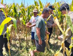 Optimalkan Swasembada Pangan, Polsek Prambon Masifkan Pengelolahan Tanaman Jagung