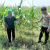 Optimalisasi Program Ketahanan Pangan, Polsek Prambon Dampingi Petani Jagung