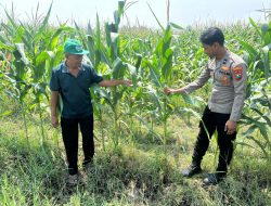 Optimalisasi Program Ketahanan Pangan, Polsek Prambon Dampingi Petani Jagung
