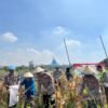 Polsek Taman Panen Jagung Serentak di Lahan Lingkar Mas Sepanjang, Dukung Ketahanan Pangan Nasional