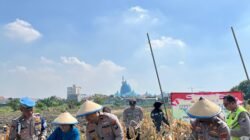 Polsek Taman Panen Jagung Serentak di Lahan Lingkar Mas Sepanjang, Dukung Ketahanan Pangan Nasional
