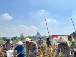 Polsek Taman Panen Jagung Serentak di Lahan Lingkar Mas Sepanjang, Dukung Ketahanan Pangan Nasional