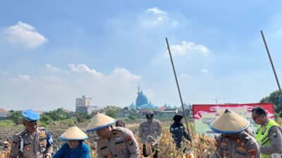 Polsek Taman Panen Jagung Serentak di Lahan Lingkar Mas Sepanjang, Dukung Ketahanan Pangan Nasional