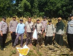 Polresta Malang Kota Panen Jagung Bareng Petani