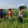 Polsek Tulangan Pantau Jagung, Dukung Ketahanan Pangan Desa
