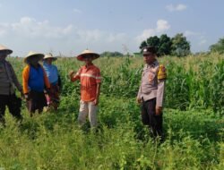 Polsek Tulangan Pantau Jagung, Dukung Ketahanan Pangan Desa