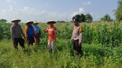 Polsek Tulangan Pantau Jagung, Dukung Ketahanan Pangan Desa