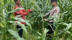 Polsek Tarik Patroli Kamtibmas, Cek Tanaman Jagung Petani