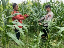 Polsek Tarik Patroli Kamtibmas, Cek Tanaman Jagung Petani