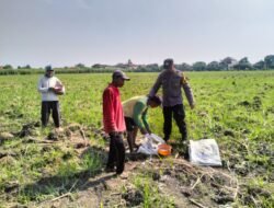 Polsek Tulangan Monitor Tebu, Dorong Swasembada Pangan di Kajeksan