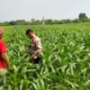 Bhabinkamtibmas Wonoayu Kontrol Jagung Dukung Swasembada Pangan