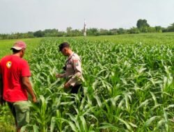 Bhabinkamtibmas Wonoayu Kontrol Jagung Dukung Swasembada Pangan