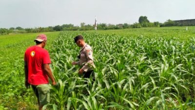 Bhabinkamtibmas Wonoayu Kontrol Jagung Dukung Swasembada Pangan