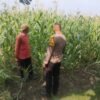Bhabinkamtibmas Buduran Periksa Ladang Jagung Dukung Ketahanan Pangan