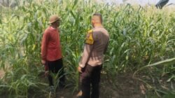 Bhabinkamtibmas Buduran Periksa Ladang Jagung Dukung Ketahanan Pangan