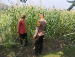 Bhabinkamtibmas Buduran Periksa Ladang Jagung Dukung Ketahanan Pangan