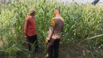 Bhabinkamtibmas Buduran Periksa Ladang Jagung Dukung Ketahanan Pangan