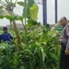 Bhabinkamtibmas Waru Pantau Jagung, Dukung Swasembada Pangan
