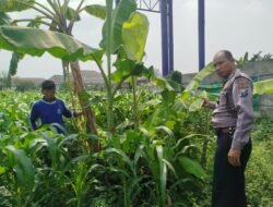 Bhabinkamtibmas Waru Pantau Jagung, Dukung Swasembada Pangan