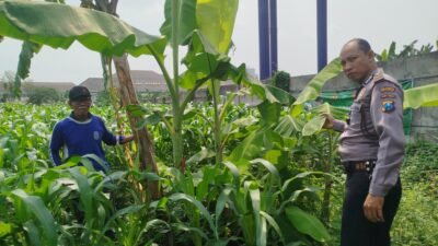Bhabinkamtibmas Waru Pantau Jagung, Dukung Swasembada Pangan