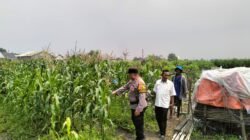 Bhabinkamtibmas Gamping Pantau Jagung Dukung Ketahanan Pangan