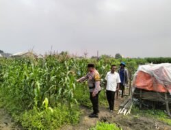 Bhabinkamtibmas Gamping Pantau Jagung Dukung Ketahanan Pangan