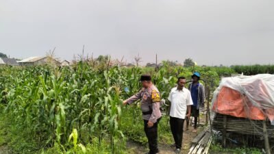 Bhabinkamtibmas Gamping Pantau Jagung Dukung Ketahanan Pangan