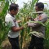 Polsek Tulangan Cek Tanaman Jagung di Desa Kemantren, Wujudkan Swasembada Pangan