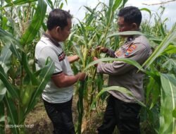 Polsek Tulangan Cek Tanaman Jagung di Desa Kemantren, Wujudkan Swasembada Pangan