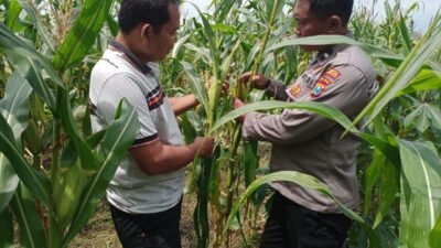 Polsek Tulangan Cek Tanaman Jagung di Desa Kemantren, Wujudkan Swasembada Pangan