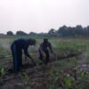 Polsek Sidoarjo Kota Dorong Petani Jagung, Dukung Swasembada Pangan