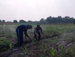 Polsek Sidoarjo Kota Dorong Petani Jagung, Dukung Swasembada Pangan