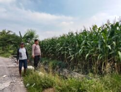 Polsek Prambon Pantau Jagung 75 Hari Dukung Ketahanan Pangan