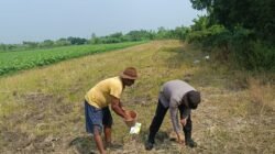 Polisi dan Petani Wonoayu Tanam Jagung Dukung Ketahanan Pangan