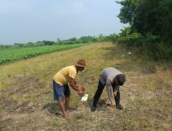 Polisi dan Petani Wonoayu Tanam Jagung Dukung Ketahanan Pangan