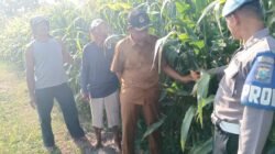 Polisi dan Perangkat Desa Cek Lahan Jagung Tarik