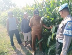 Polisi dan Perangkat Desa Cek Lahan Jagung Tarik