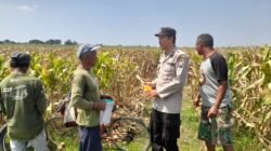 Kapolsek Prambon Dorong Swasembada Pangan, Bhabinkamtibmas Sambangi Petani