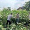 Polsek Krembung Dorong Petani Jagung, Dukung Ketahanan Pangan Nasional