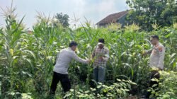 Polsek Krembung Dorong Petani Jagung, Dukung Ketahanan Pangan Nasional