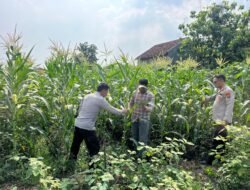 Polsek Krembung Dorong Petani Jagung, Dukung Ketahanan Pangan Nasional