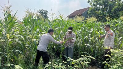 Polsek Krembung Dorong Petani Jagung, Dukung Ketahanan Pangan Nasional