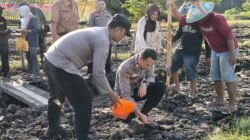 Kapolsek Wonoayu Bantu Gapoktan Tanam Jagung Dukung Swasembada Pangan