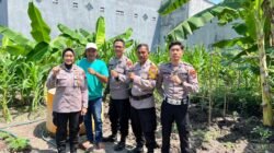 Polsek Waru Optimis Jagung Program Ketahanan Pangan Sukses